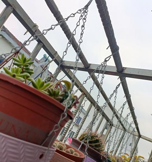 冬天阳台适合种植哪些花？