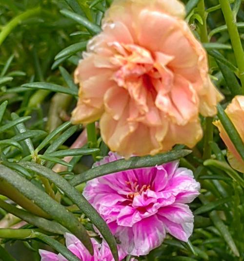 冬天阳台适合种植哪些花？