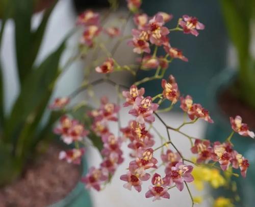 冬天阳台适合种植哪些花？
