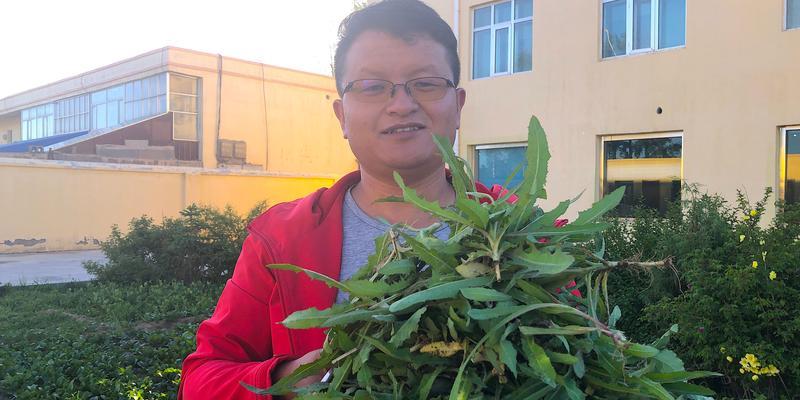 小苦菜浇水的正确方法是什么？如何保证其生长健康？