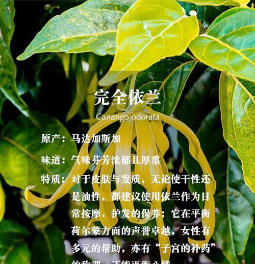 天竺葵丁香籽的种植方法和步骤是什么？