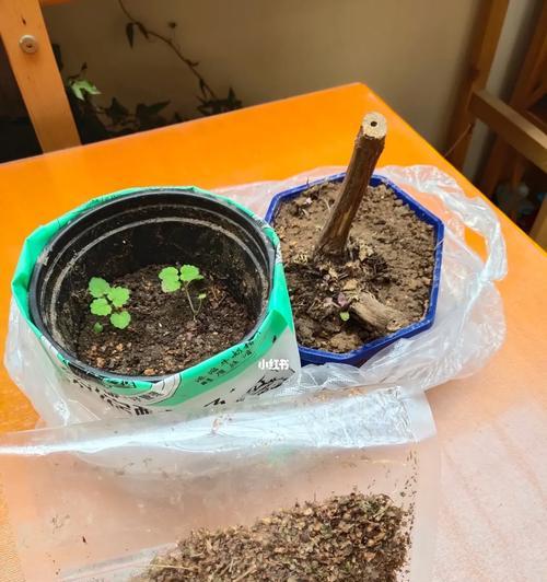 天竺葵种籽的种植方法是什么？