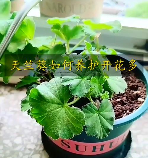天竺葵盆栽过冬怎么养？冬季养护要点是什么？