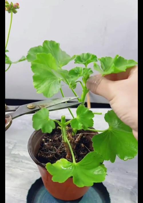 天竺葵盆栽过冬怎么养？冬季养护要点是什么？