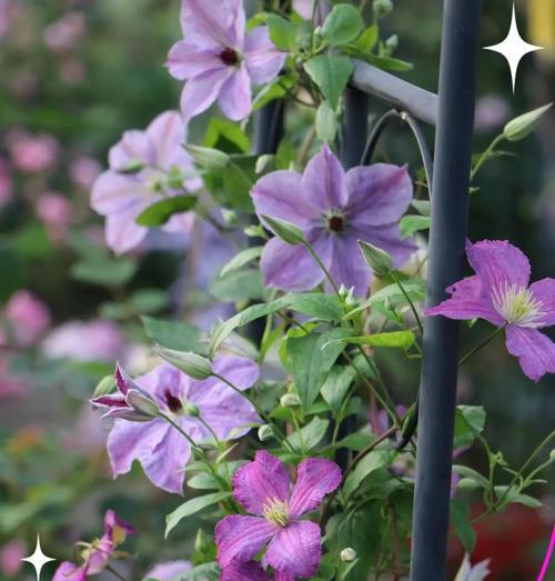方形花盆种植铁线莲的方法？