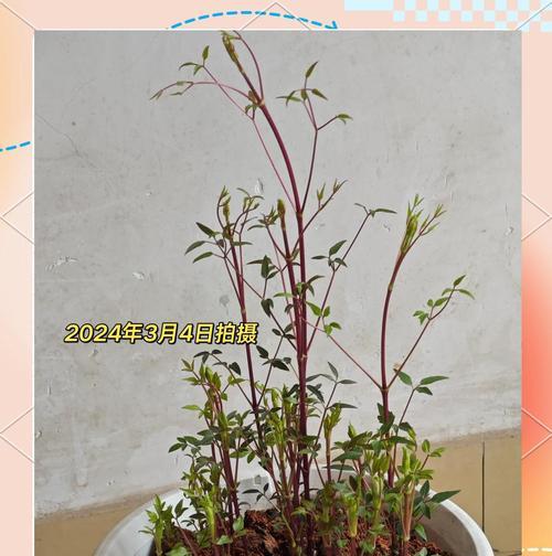 方形花盆种植铁线莲的方法？