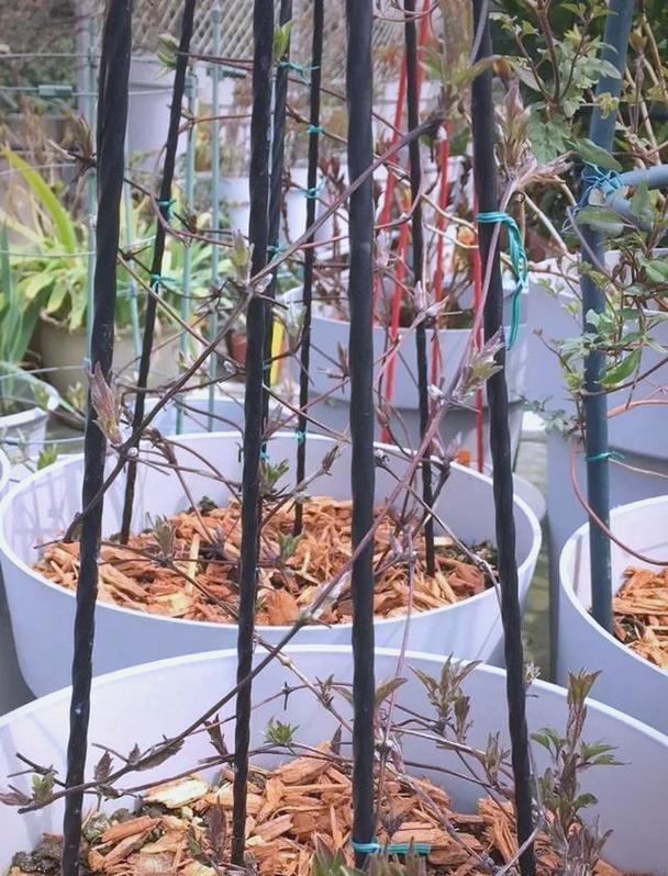 方形花盆种植铁线莲的方法？