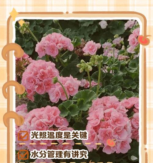 多年天竺葵的养护和管理方法是什么？如何保持天竺葵的健康生长？