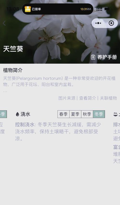 多年天竺葵的养护和管理方法是什么？如何保持天竺葵的健康生长？