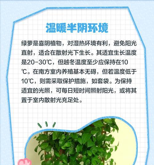 绿萝栽培技术要点及常见问题解答是什么？