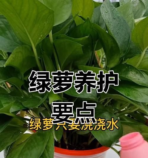 绿萝栽培技术要点及常见问题解答是什么？