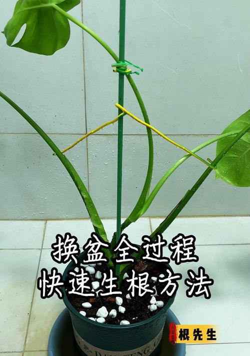 竹子盆景枯萎后如何复壮？