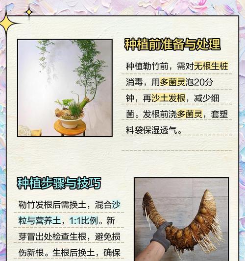 竹子盆景枯萎后如何复壮？