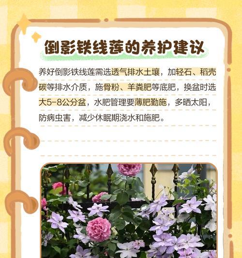 铁线莲盆栽花苞养护技巧？