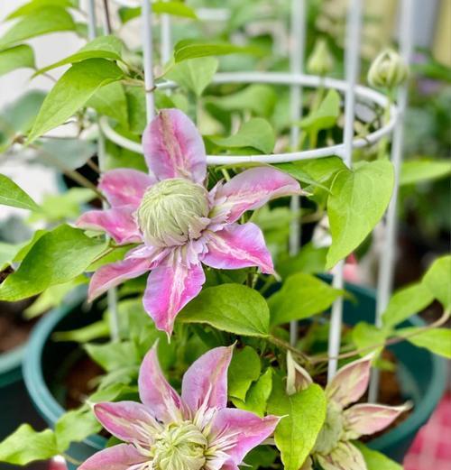 铁线莲盆栽花苞养护技巧？