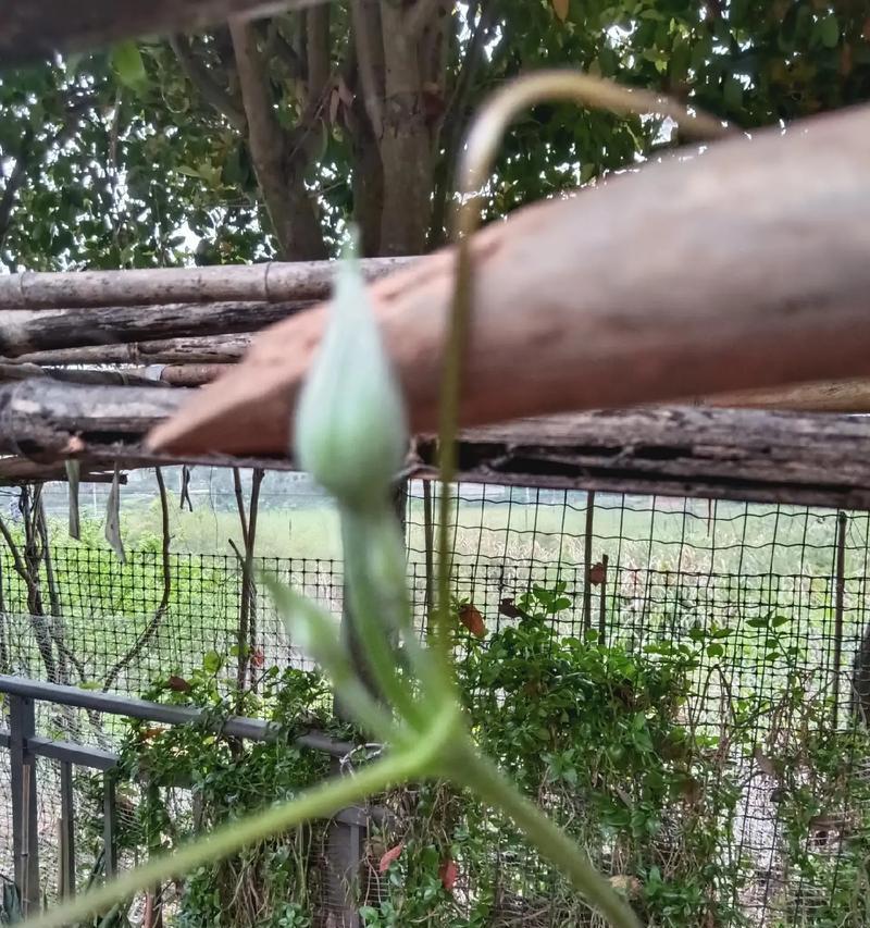 铁线莲盆栽花苞养护技巧？