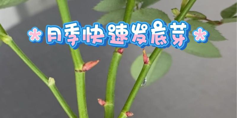 如何将月季的株型养得更大？有哪些技巧？