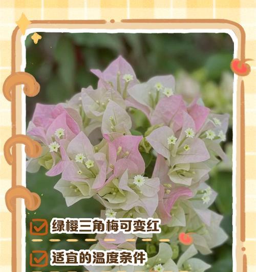 原生绿樱三角梅的养护方法是什么？
