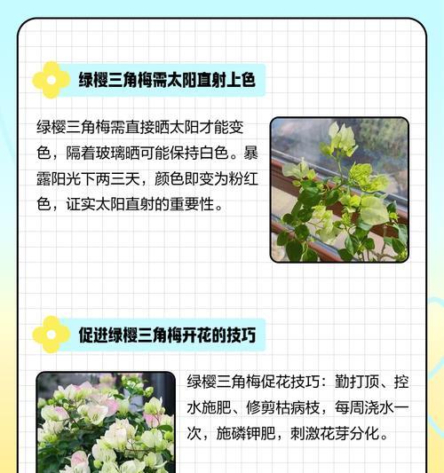 原生绿樱三角梅的养护方法是什么？