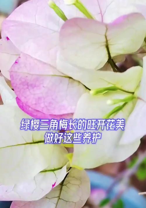 原生绿樱三角梅的养护方法是什么？