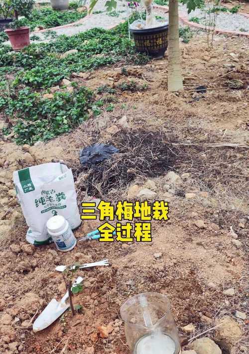 三角梅双杆栽培技巧是什么？
