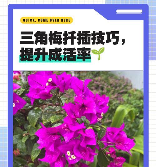 三角梅双杆栽培技巧是什么？