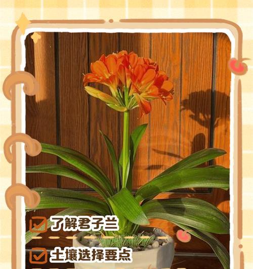 君子兰的正确养护方法是什么？