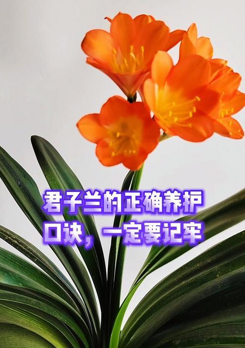 君子兰的正确养护方法是什么？