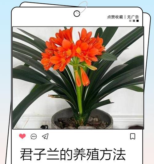 君子兰的正确养护方法是什么？