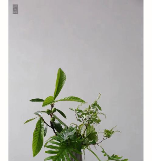 矮桩枇杷盆景的养护方法是什么？