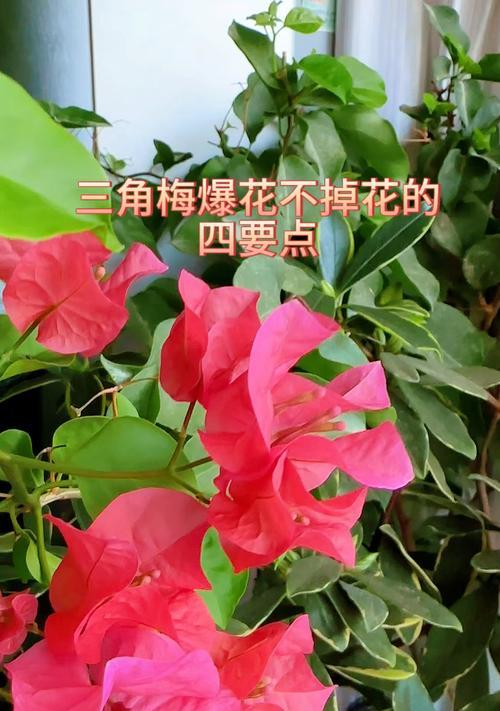 室内三角梅如何才能爆花？
