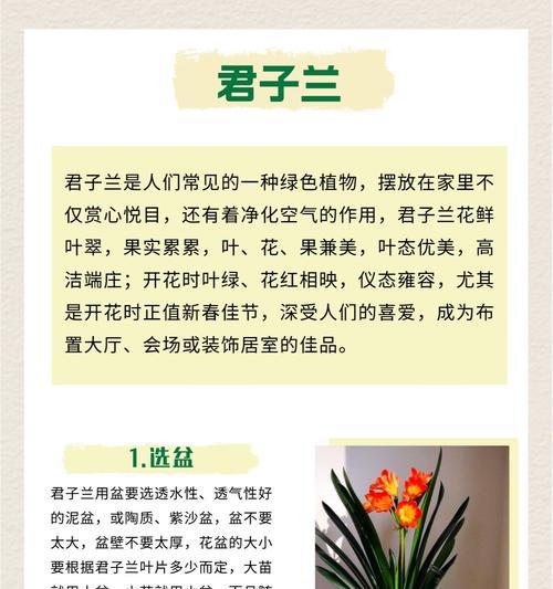 君子兰要怎么样养啊？君子兰养护全攻略？