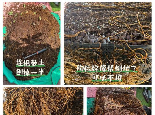 如何保持铁线莲盆土的清洁？