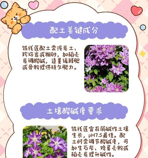 如何保持铁线莲盆土的清洁？