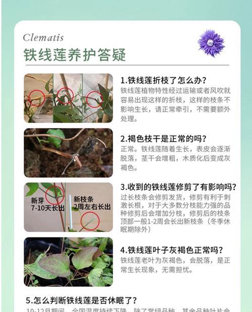 如何保持铁线莲盆土的清洁？