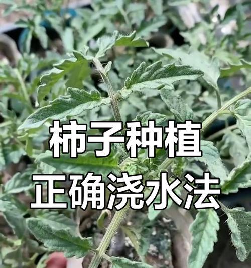 给盆栽持续浇水的方法是什么？如何避免过度浇水？