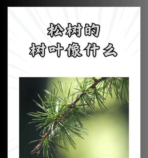松树叶子发黄是什么问题？如何进行有效处理？