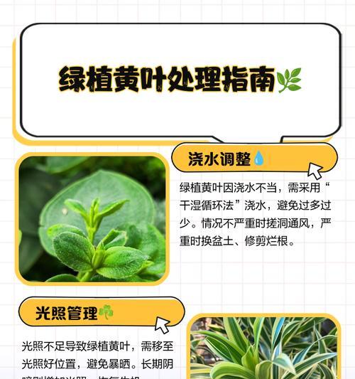 松树叶子发黄是什么问题？如何进行有效处理？