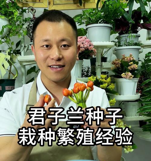 新购入的君子兰应该如何栽种？