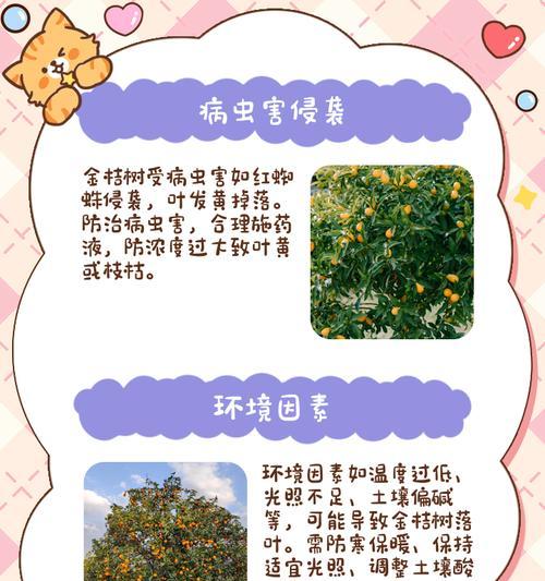 橘子移栽后叶子发黄怎么办？如何解决枯萎问题？