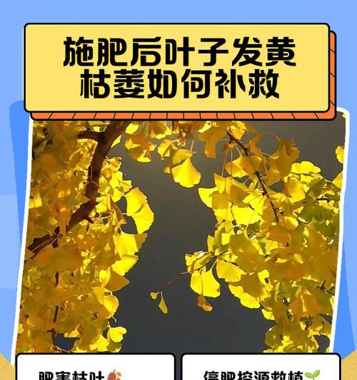 橘子移栽后叶子发黄怎么办？如何解决枯萎问题？