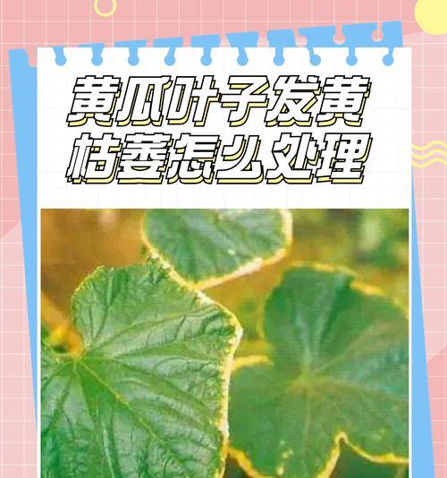 橘子移栽后叶子发黄怎么办？如何解决枯萎问题？