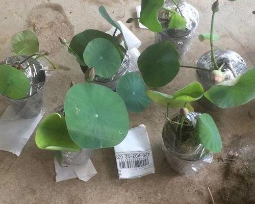 高空观赏植物有哪些？适合阳台种植的有哪些？