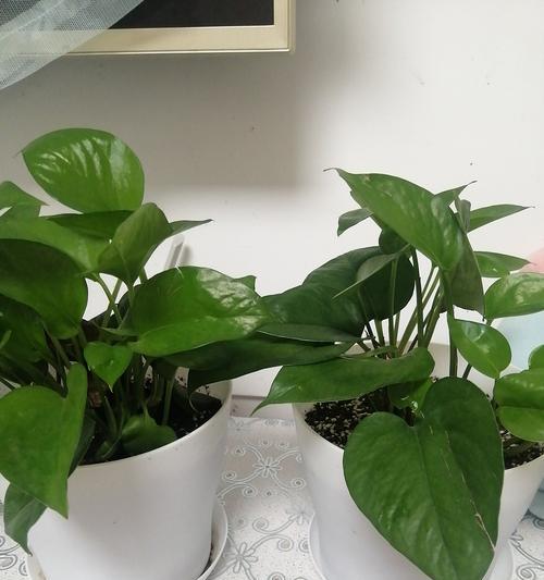 高空观赏植物有哪些？适合阳台种植的有哪些？