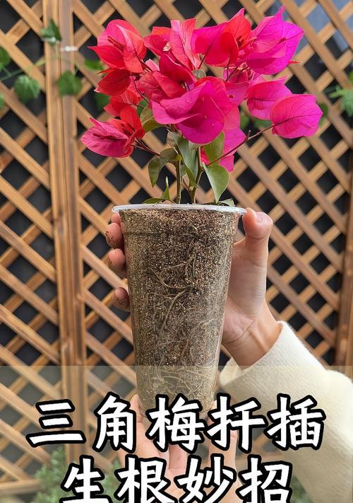 地栽三角梅剪根的正确方法是什么？