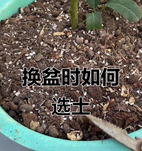 地栽三角梅剪根的正确方法是什么？