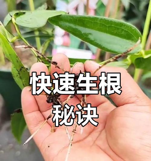 铁线莲小苗埋芽的最佳方式是什么？