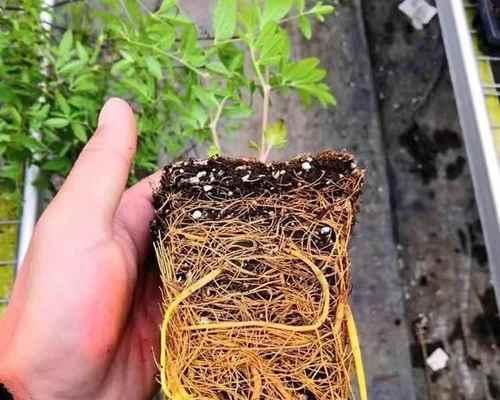 铁线莲小苗埋芽的最佳方式是什么？