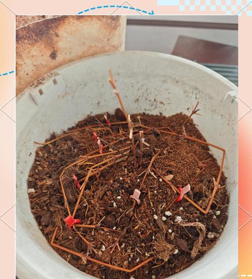 铁线莲小苗埋芽的最佳方式是什么？