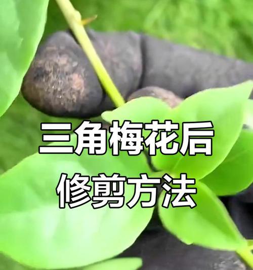 如何给三角梅进行整形修剪？